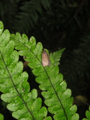 Planotortrix