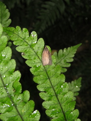 Planotortrix