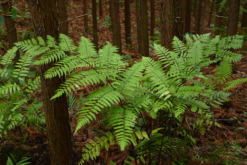 Widened Twin-sorus Fern