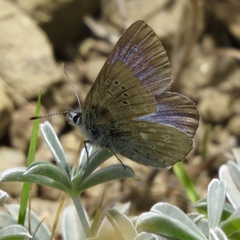 Icaricia icarioides missionensis