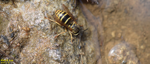 Common Asian Yellowjacket photo 5