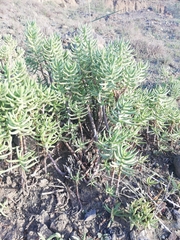 Crassula tetragona robusta