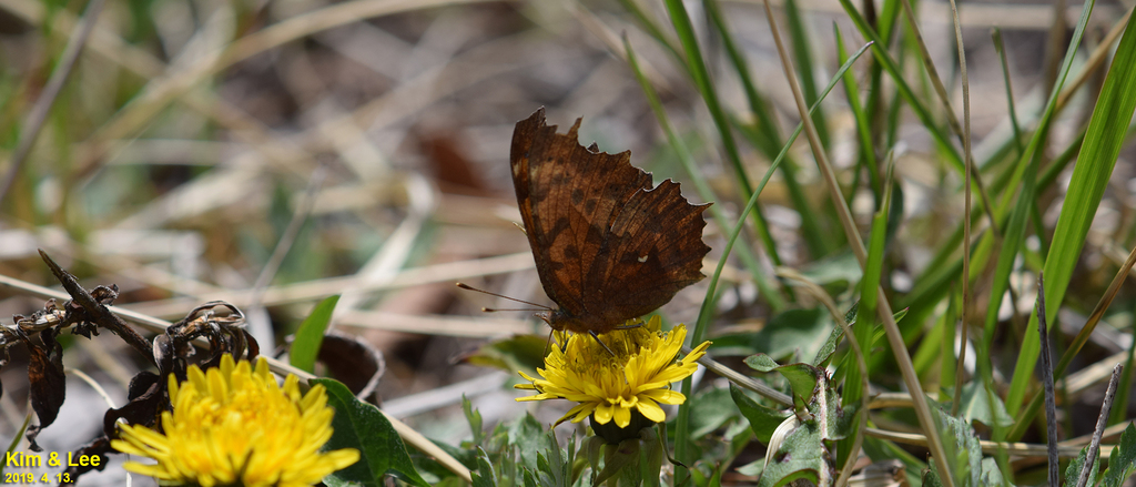 Asian Comma