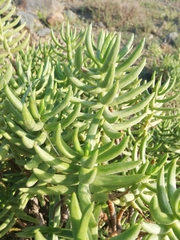 Crassula tetragona robusta