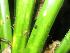 Didymus