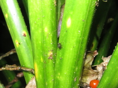Didymus