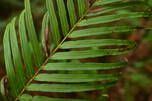 Oriental Blechnum