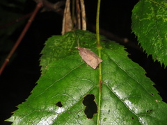 Planotortrix