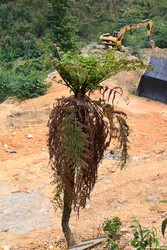 Spiny Tree Fern