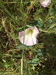 Calystegia purpurata