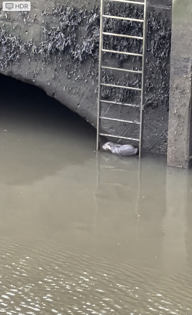 Eurasian Otter In January 2024 By Wildintrigue Two Otters Feeding In   Large 