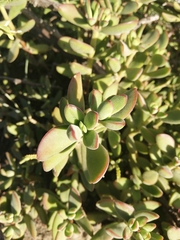 Crassula rogersii