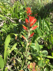 Castilleja affinis