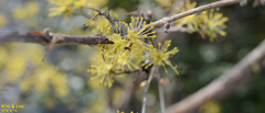 Cornus officinalis