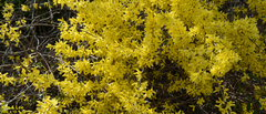 Forsythia koreana