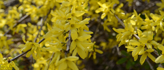 Forsythia koreana