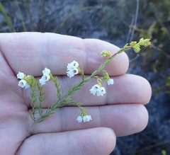 Erica capensis