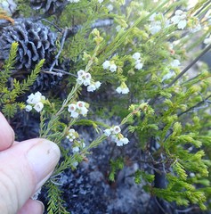 Erica capensis