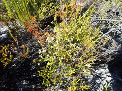 Erica capensis