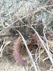 Haworthiopsis viscosa