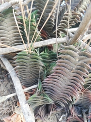 Haworthiopsis viscosa