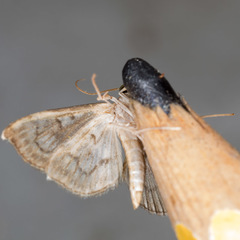 Anania stachydalis