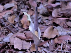 Amorphophallus galbra