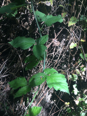 Rubus ursinus macropetalus