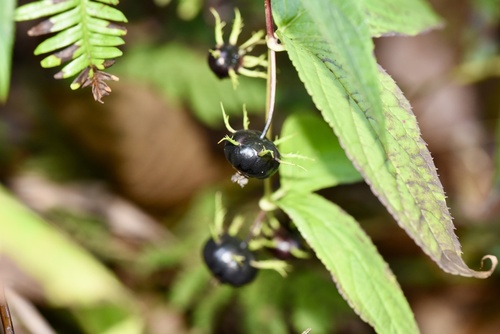 Cyclocodon lancifolius (Roxb.) Kurz