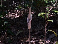 Amorphophallus galbra