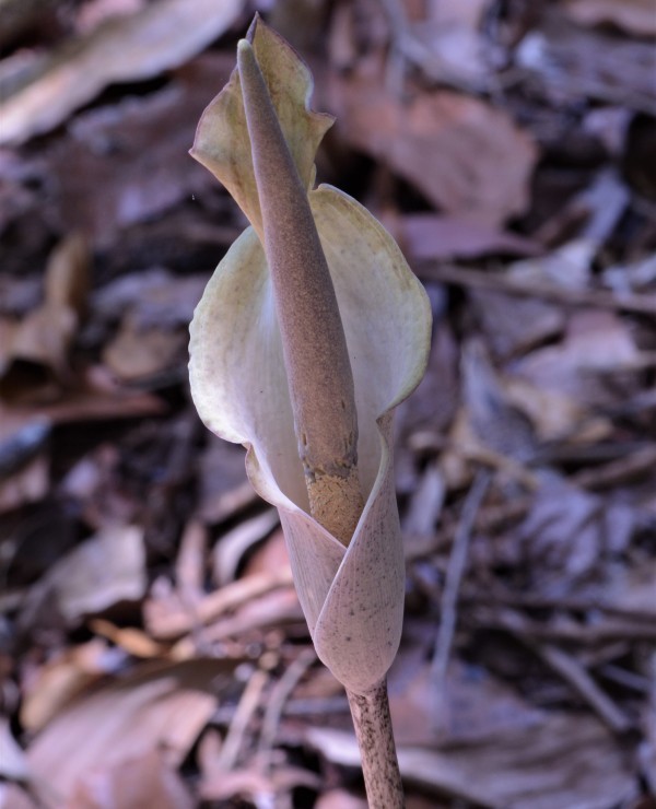 Amorphophallus galbra