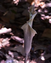 Amorphophallus galbra