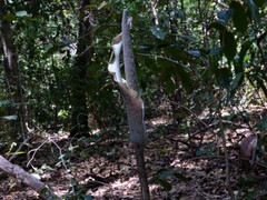 Amorphophallus galbra