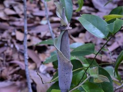 Amorphophallus galbra