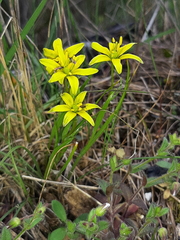Gagea soleirolii