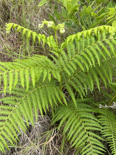 South Asian bracken