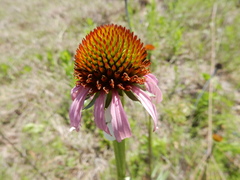 Echinacea atrorubens