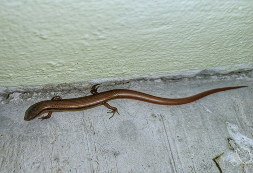 Red Forest Skink