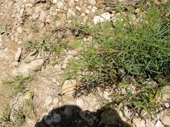 Dalea tenuis