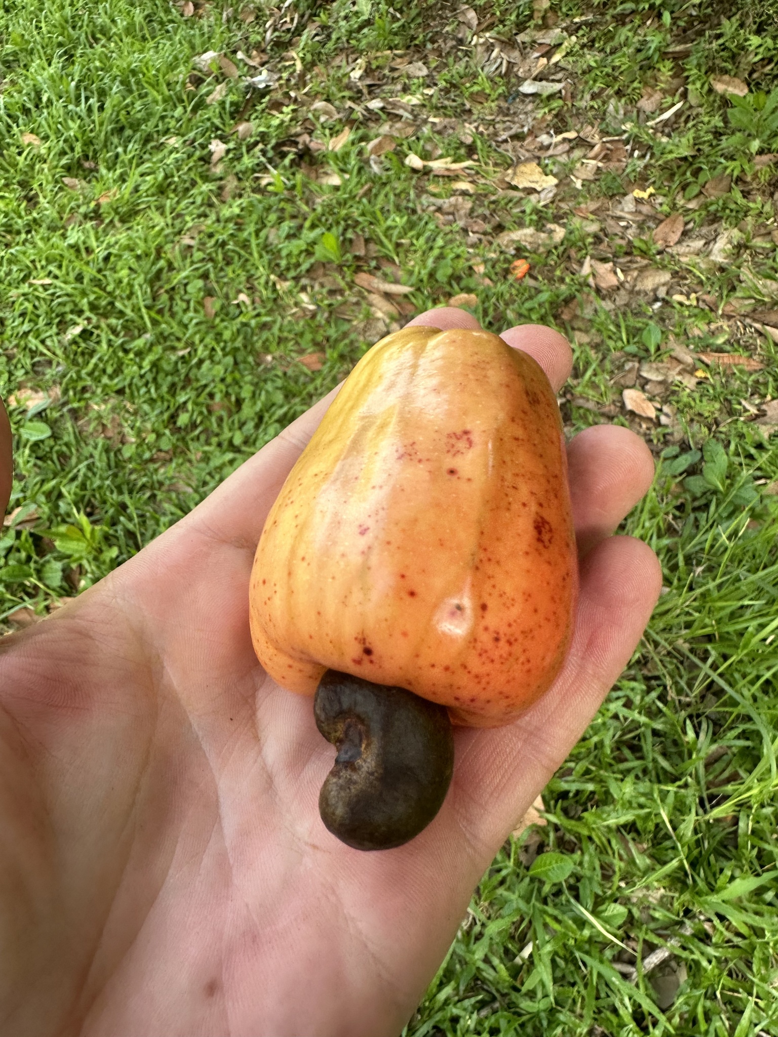 Imagem de Caju