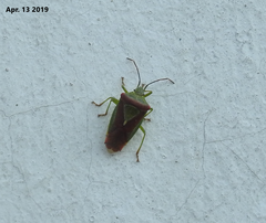 Acanthosoma spinicolle
