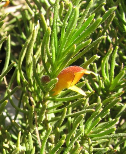 Lake King eremophila (Eremophila subteretifolia)
