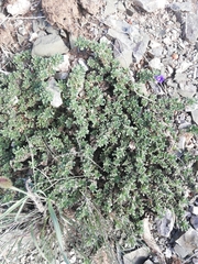 Aptosimum procumbens