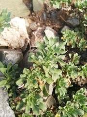 Aptosimum procumbens