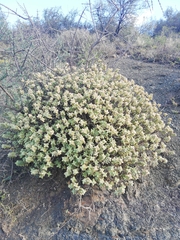 Crassula rupestris rupestris