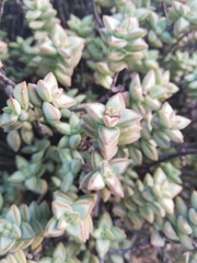 Crassula rupestris rupestris