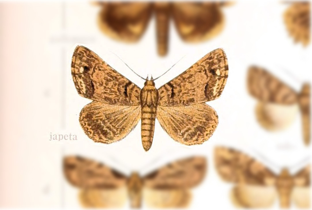 Pseudbarydia japeta