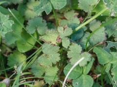 Hydrocotyle moschata moschata