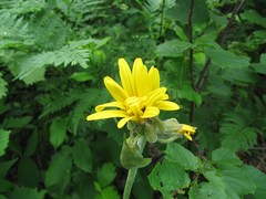 Ligularia calthifolia