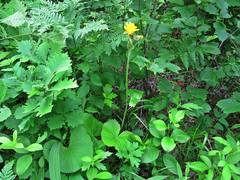 Ligularia calthifolia